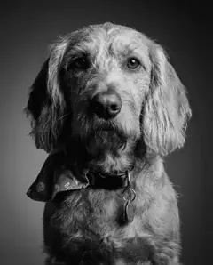 Pet portrait — Studio B&W style