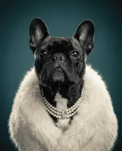 Pet portrait — Glamour style