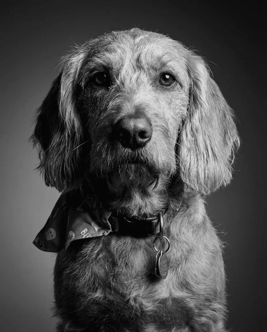 Pet portrait example – classic black and white dog portrait