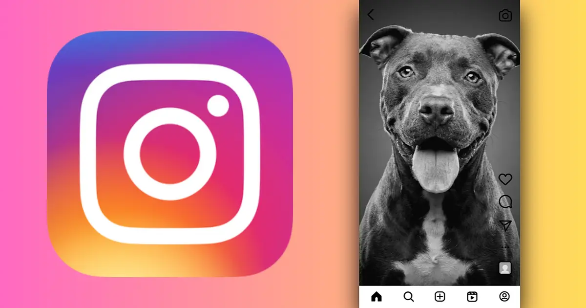 Pet portraits for Instagram